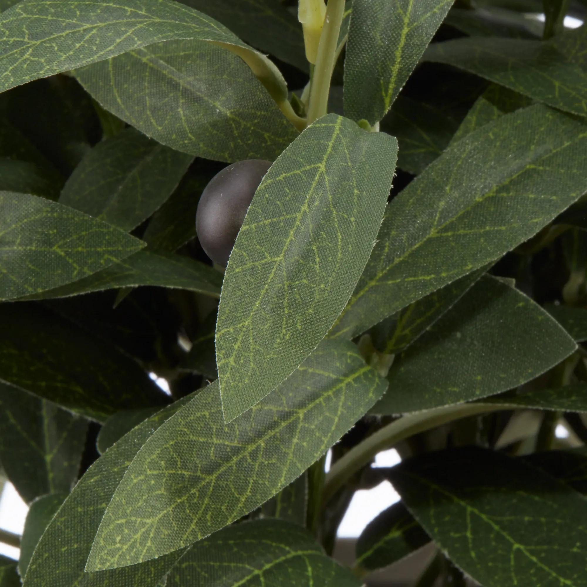 Olive Plant in Ceramic Pot