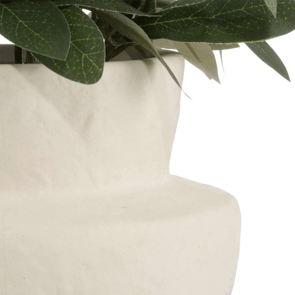 Olive Plant in Ceramic Pot