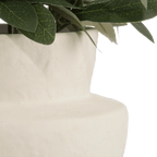 Olive Plant in Ceramic Pot