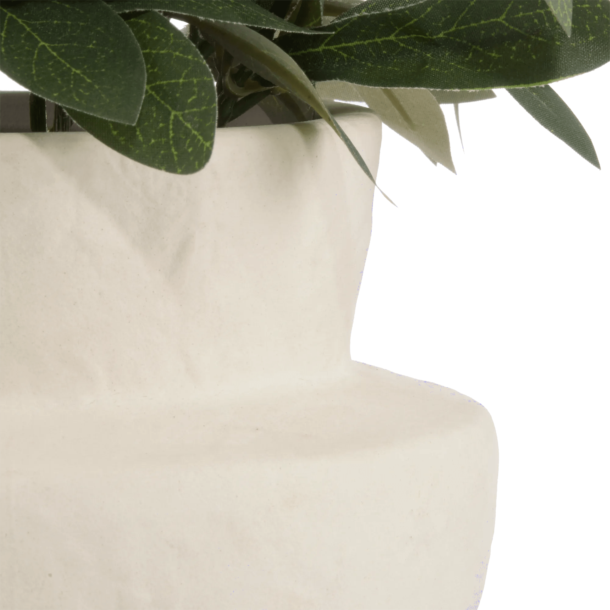 Olive Plant in Ceramic Pot