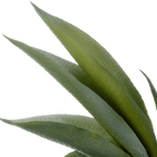 Artificial Aloe in Ceramic Pot