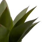 Artificial Aloe in Ceramic Pot