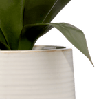 Artificial Aloe in Ceramic Pot