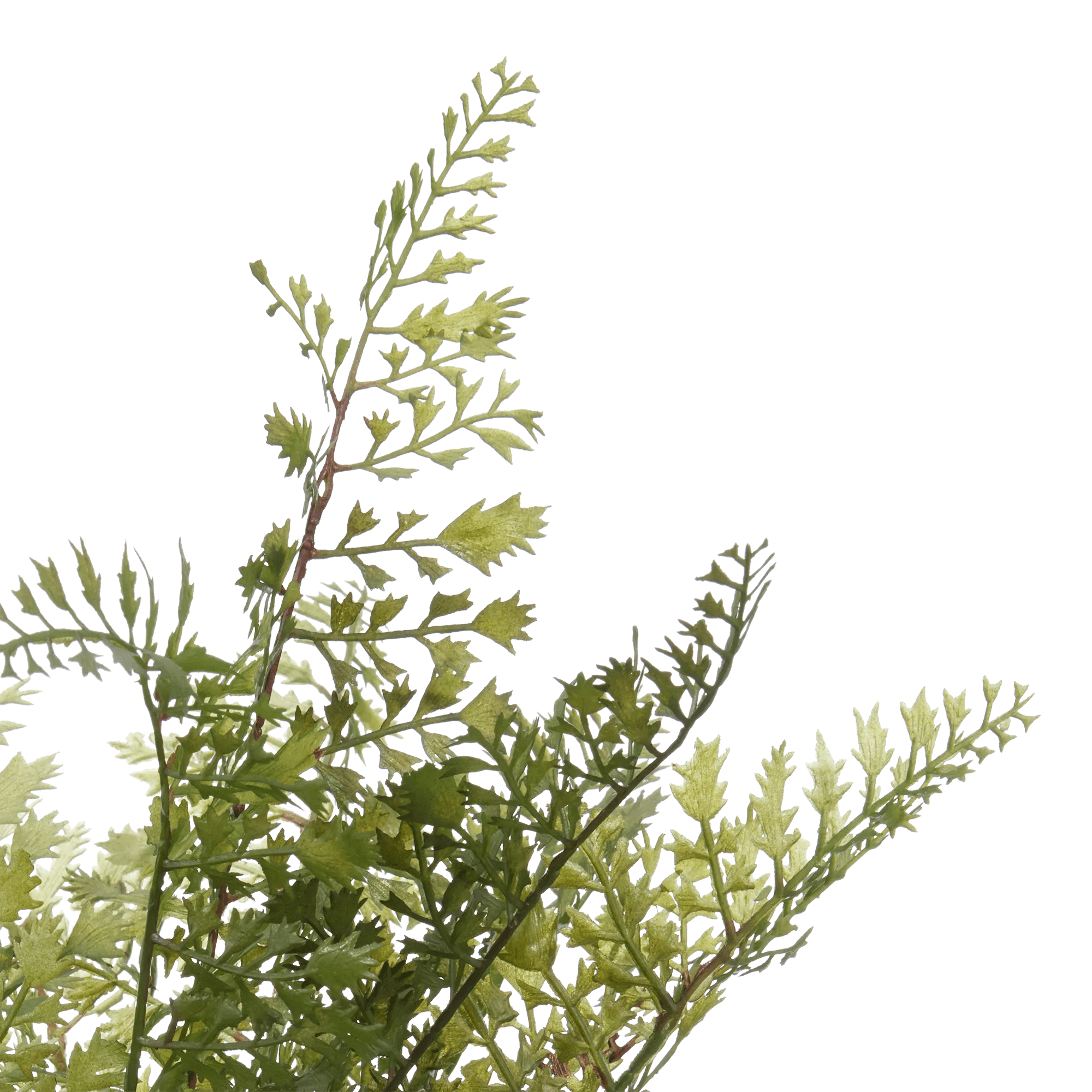 Artificial Fern in Ceramic Pot
