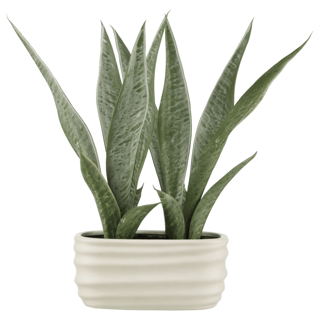 Artificial Plant in Ceramic Pot