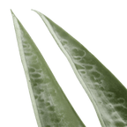 Artificial Plant in Ceramic Pot