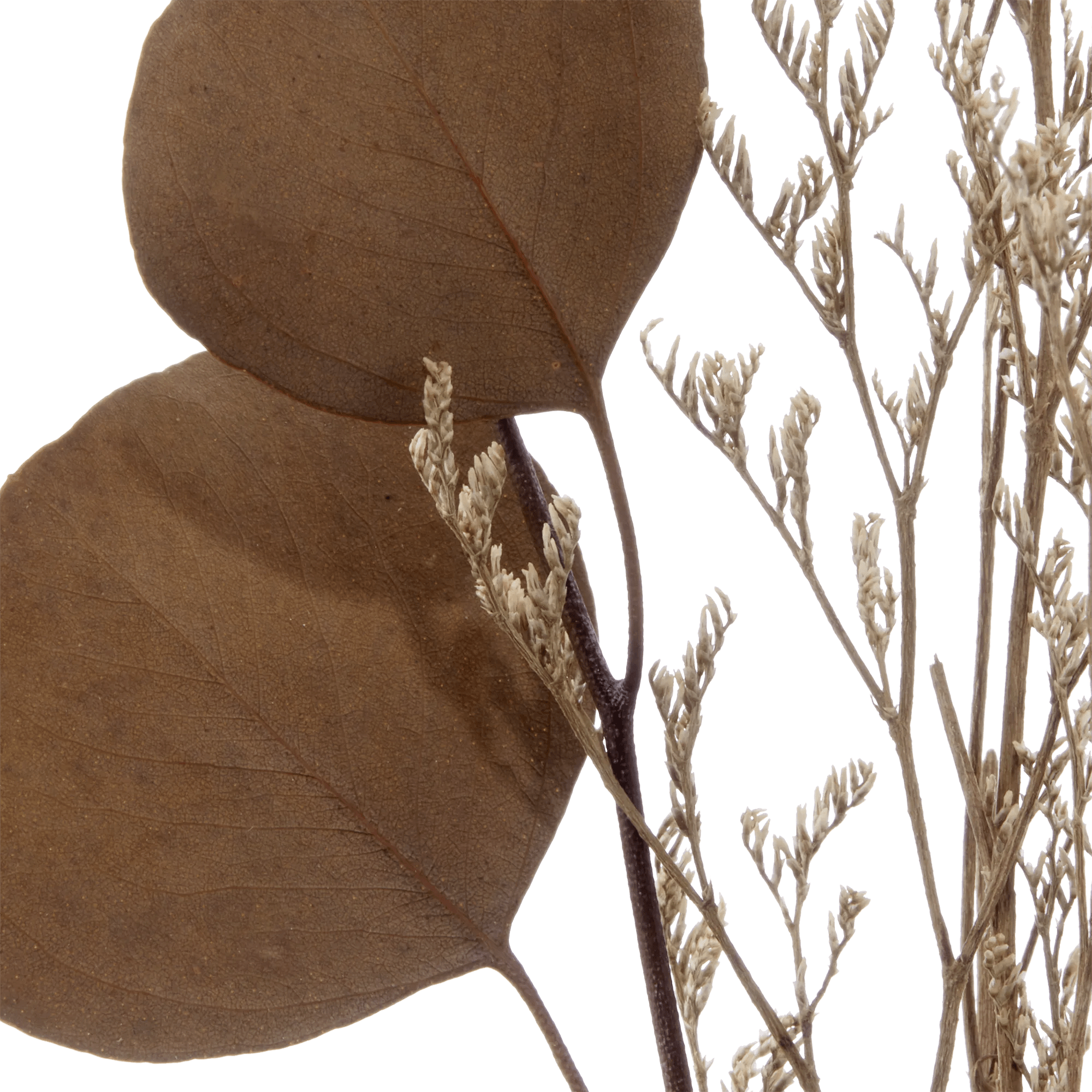 Dried Stem in a Vase