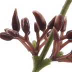 Artificial Eucalyptus Stem