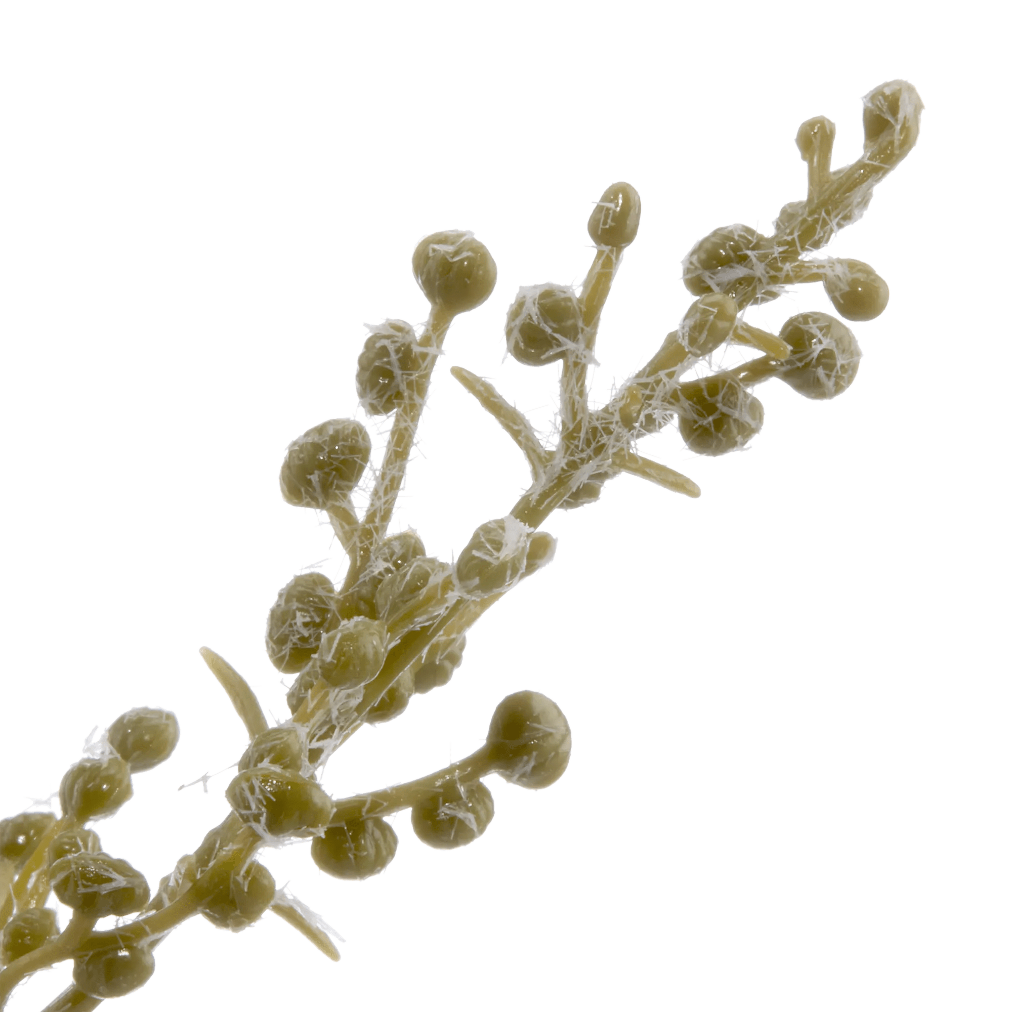 Mini Pot of Greenery