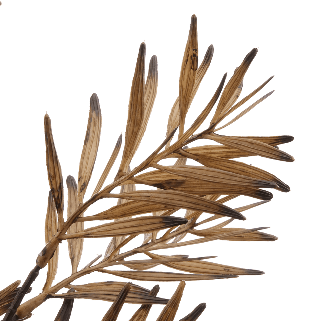 Brown Wild Leaves Stem