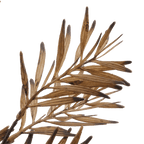 Brown Wild Leaves Stem