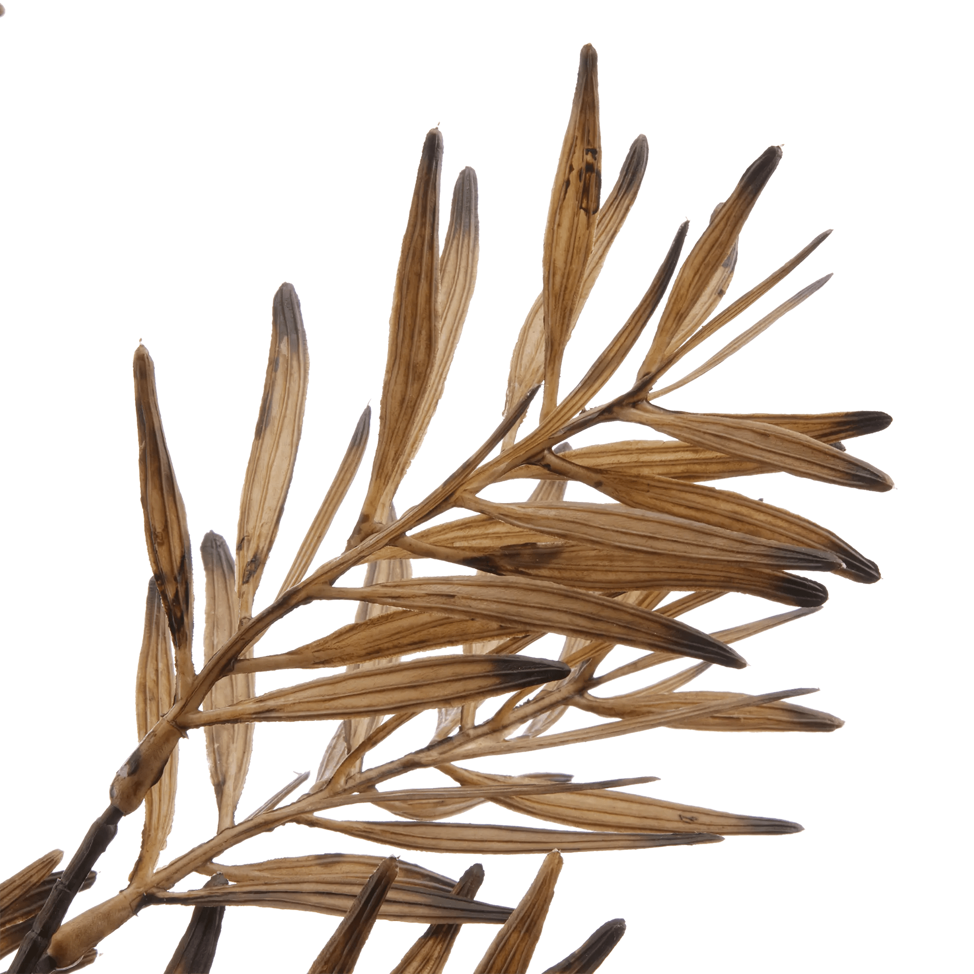 Brown Wild Leaves Stem