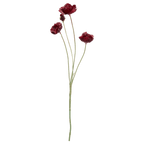 Plum Poppy Stem
