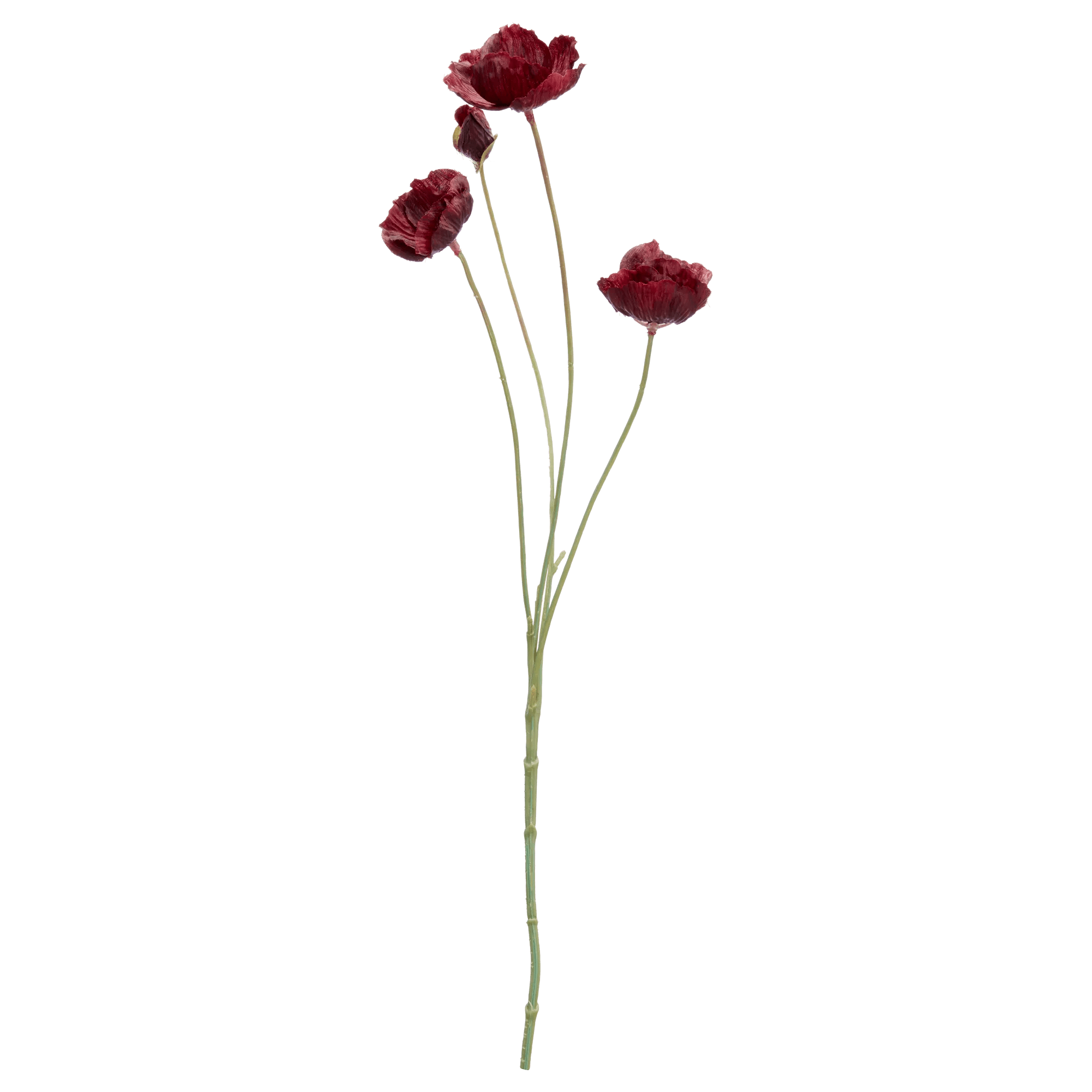 Plum Poppy Stem