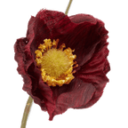 Plum Poppy Stem