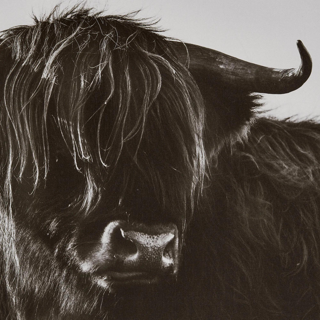 Highland Cow in Grass Framed Art