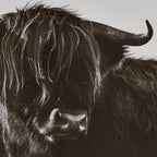 Highland Cow in Grass Framed Art