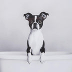 Dog in Bathtub Framed Canvas