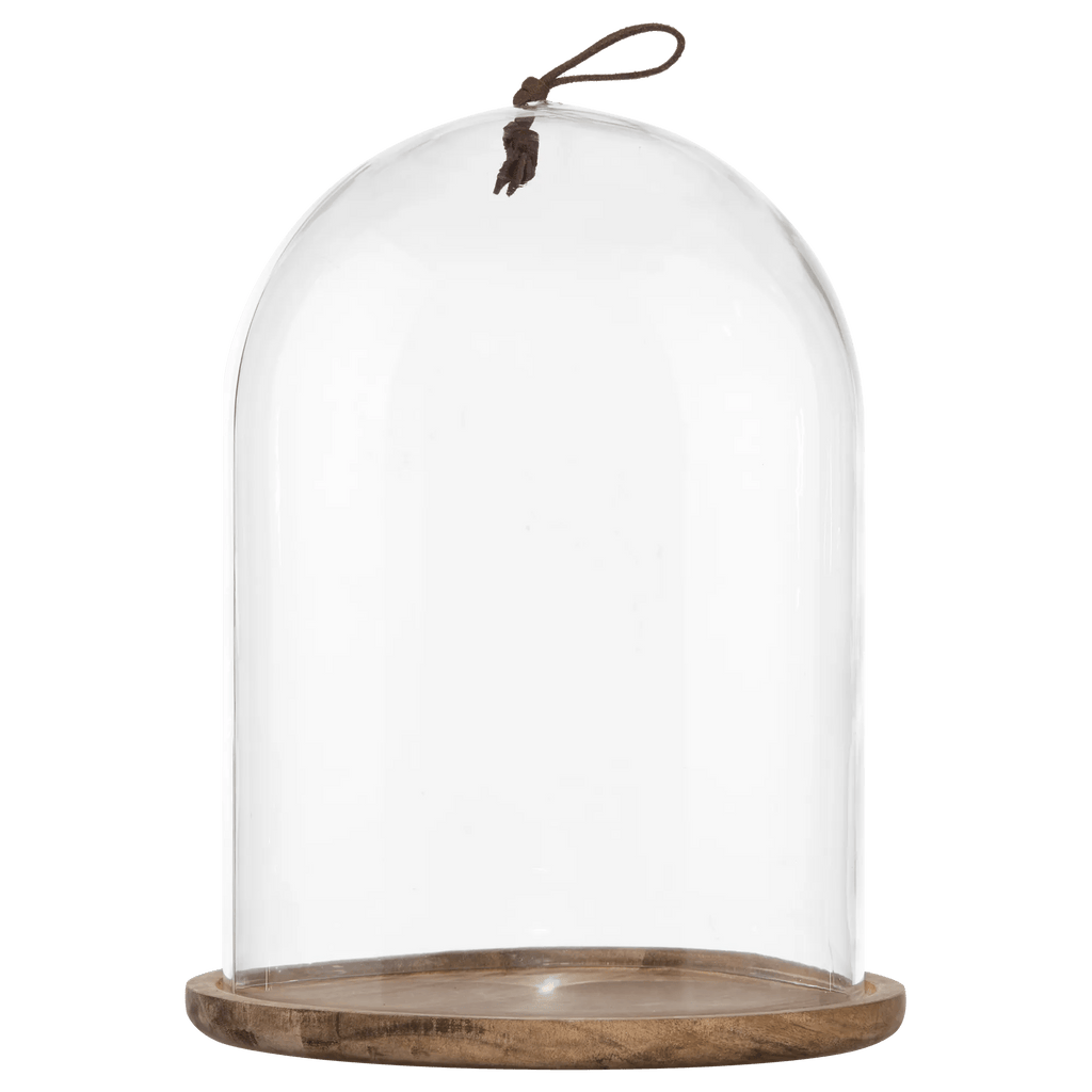 Tall Glass Dome with Acadia Wood Base