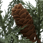 Artificial Juniper in Pot