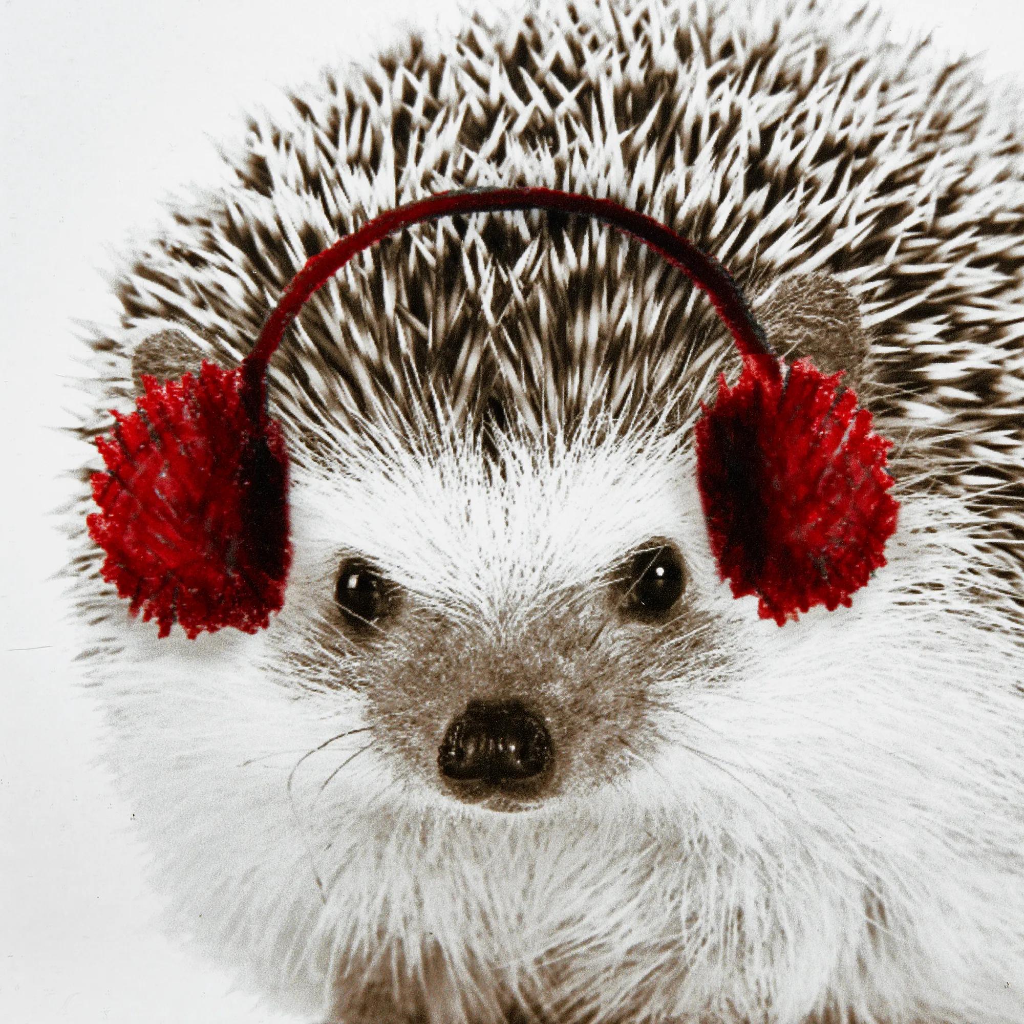 Hedgehog Canvas Framed Art