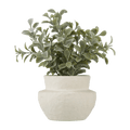 Eucalyptus Leaf Potted Plant