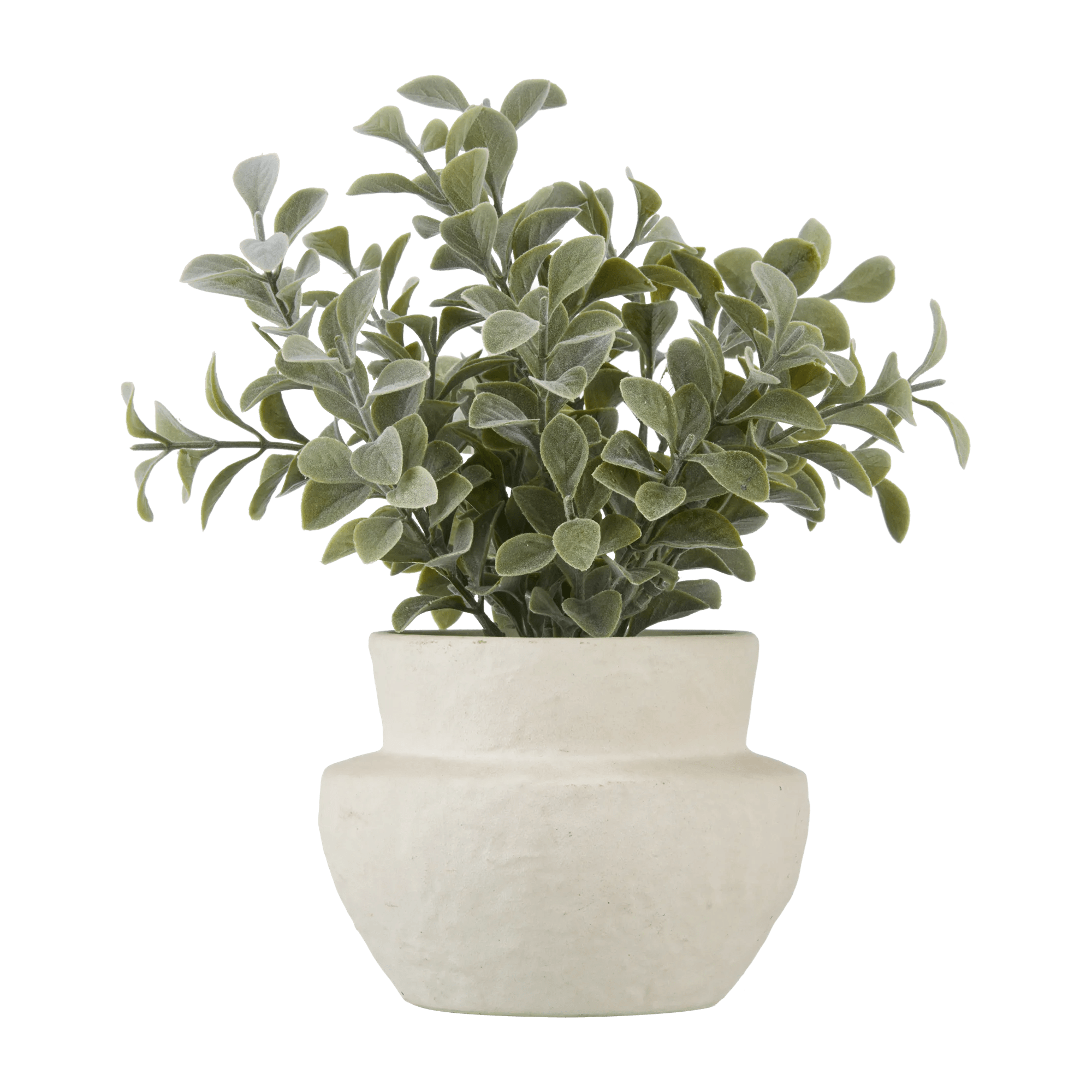 Eucalyptus Leaf Potted Plant