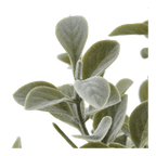 Eucalyptus Leaf Potted Plant