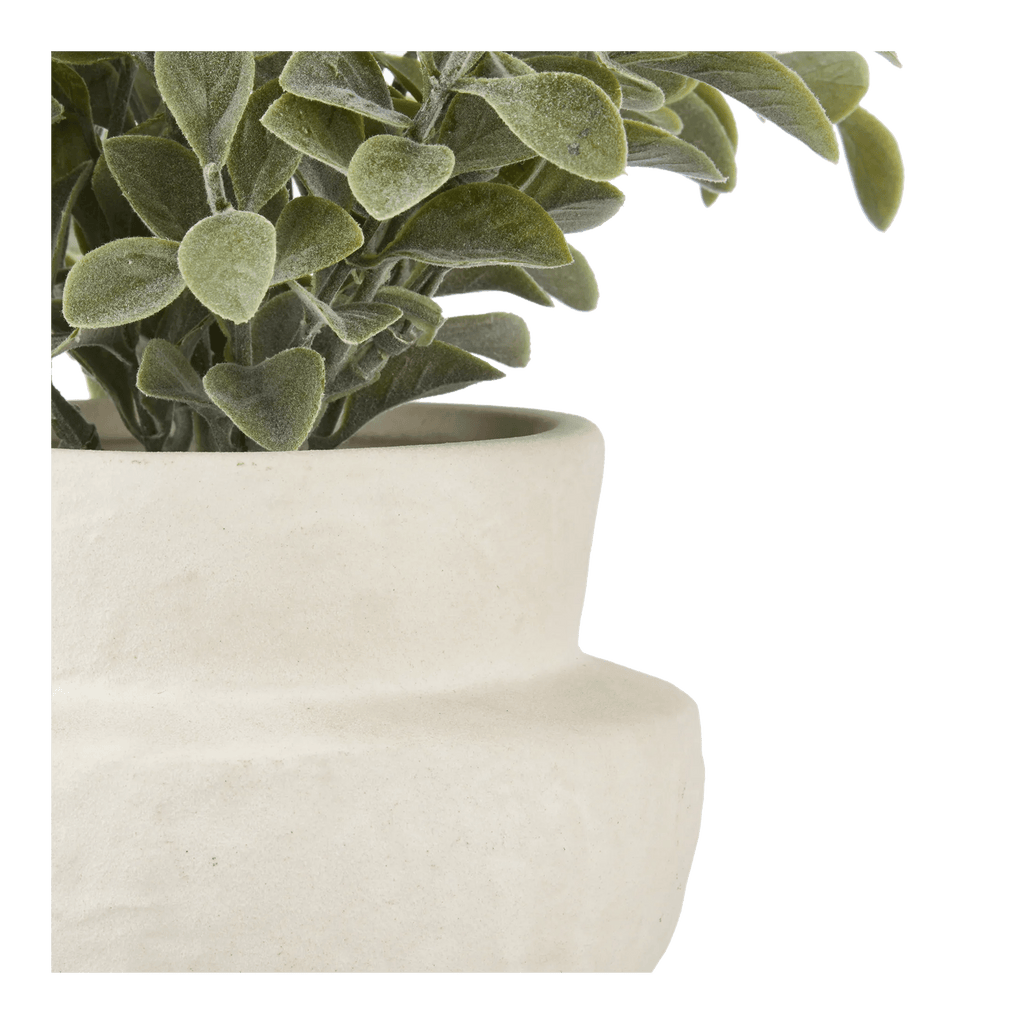 Eucalyptus Leaf Potted Plant