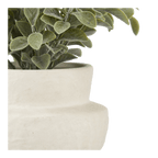 Eucalyptus Leaf Potted Plant