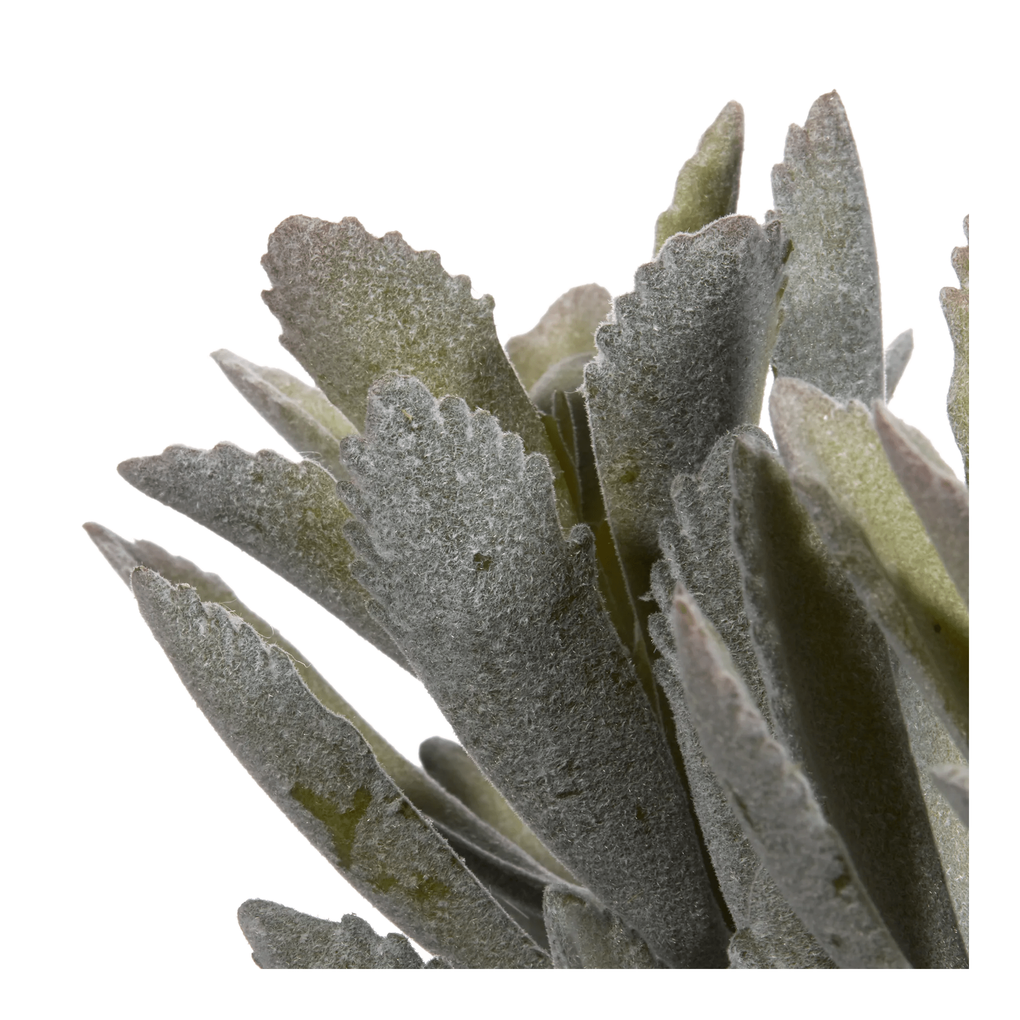 Artificial Panda Plant in Ceramic Pot