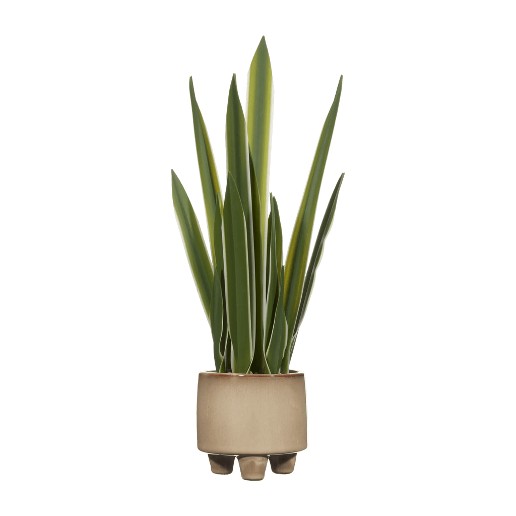 Artificial Yucca Leaf in Ceramic Pot
