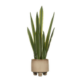 Artificial Yucca Leaf in Ceramic Pot