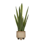 Artificial Yucca Leaf in Ceramic Pot