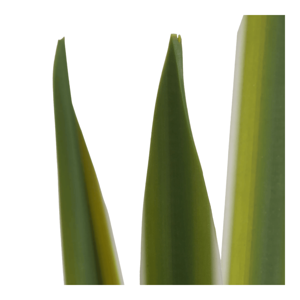 Artificial Yucca Leaf in Ceramic Pot