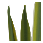 Artificial Yucca Leaf in Ceramic Pot