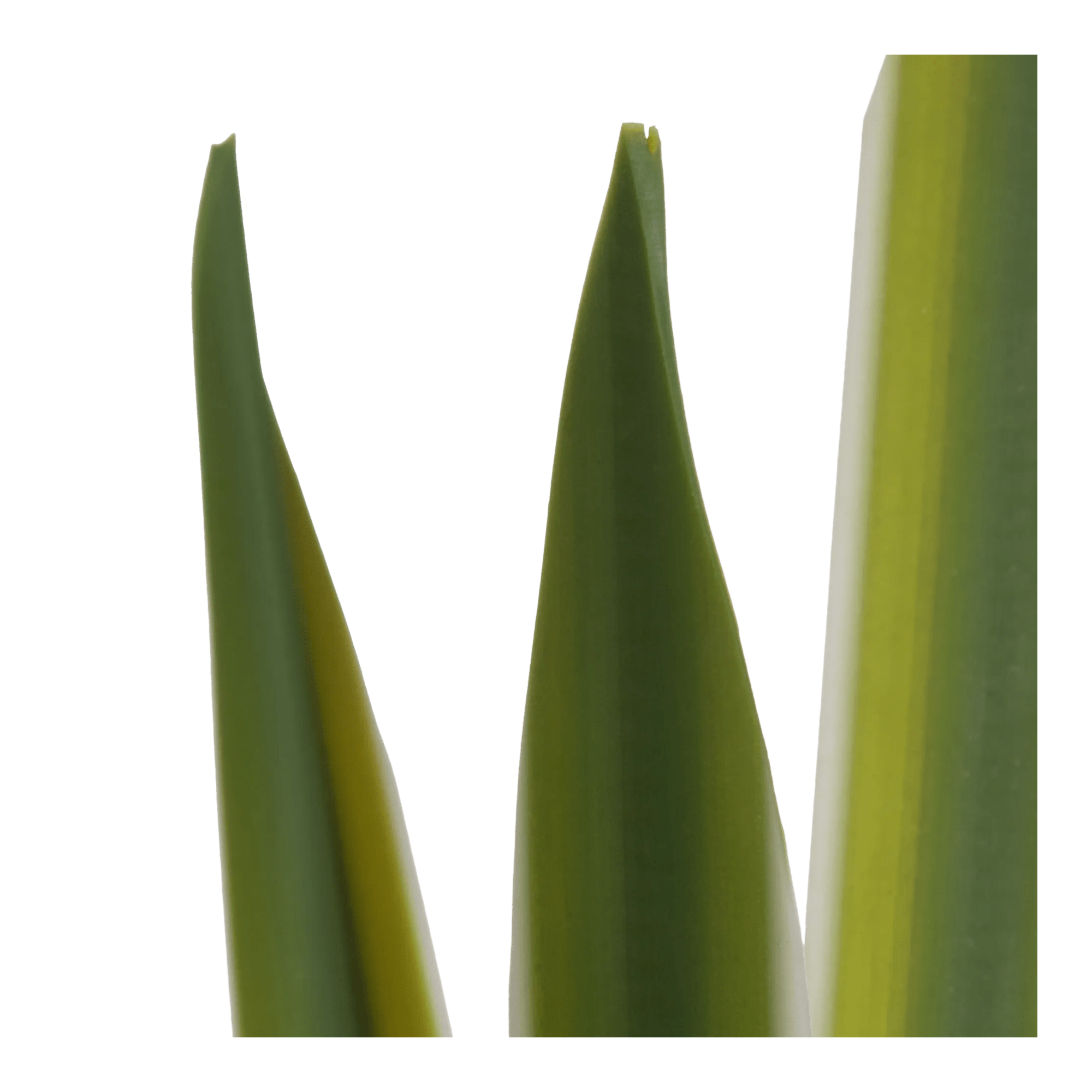 Artificial Yucca Leaf in Ceramic Pot