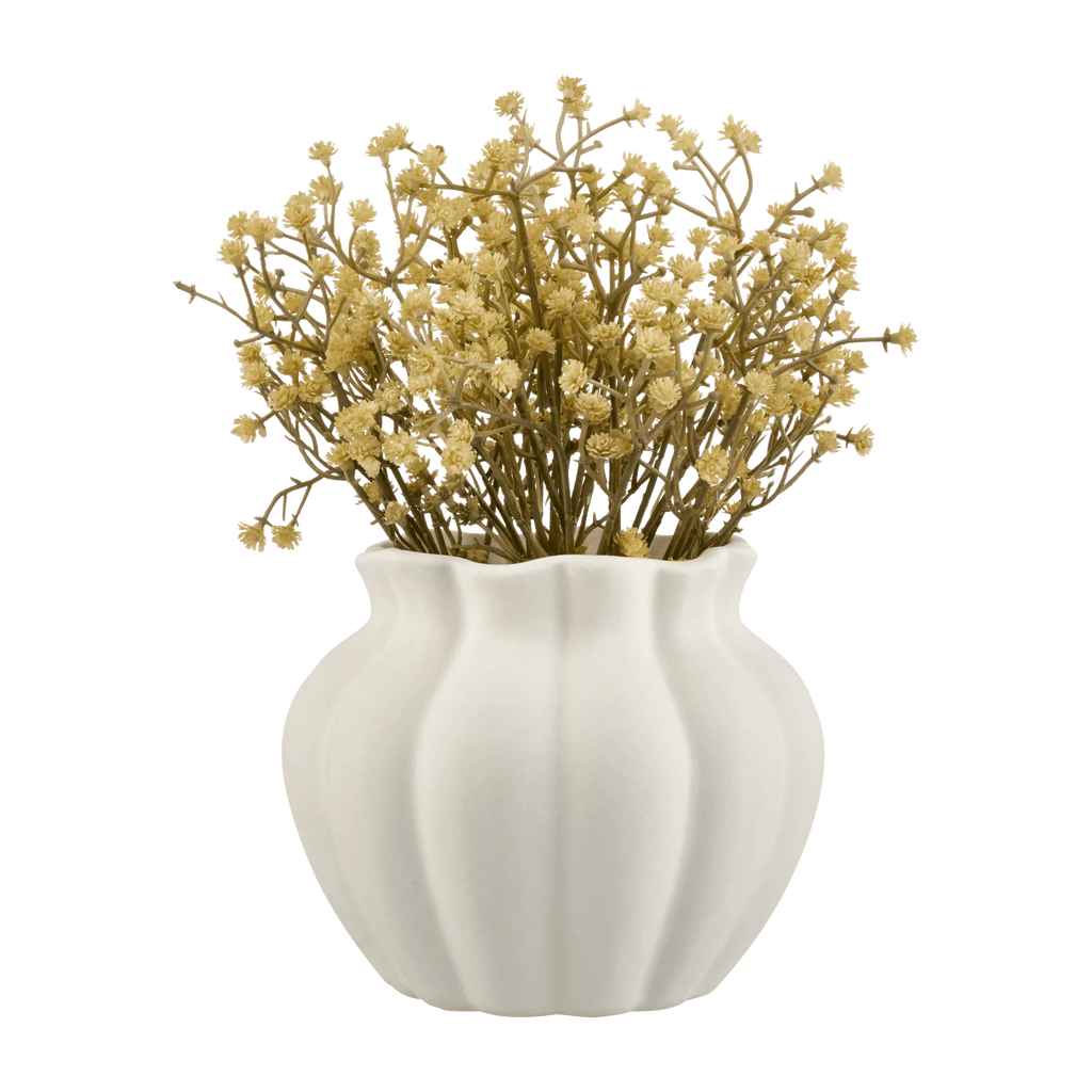 Yellow Gypsohila in Pot