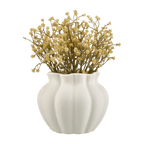 Yellow Gypsohila in Pot