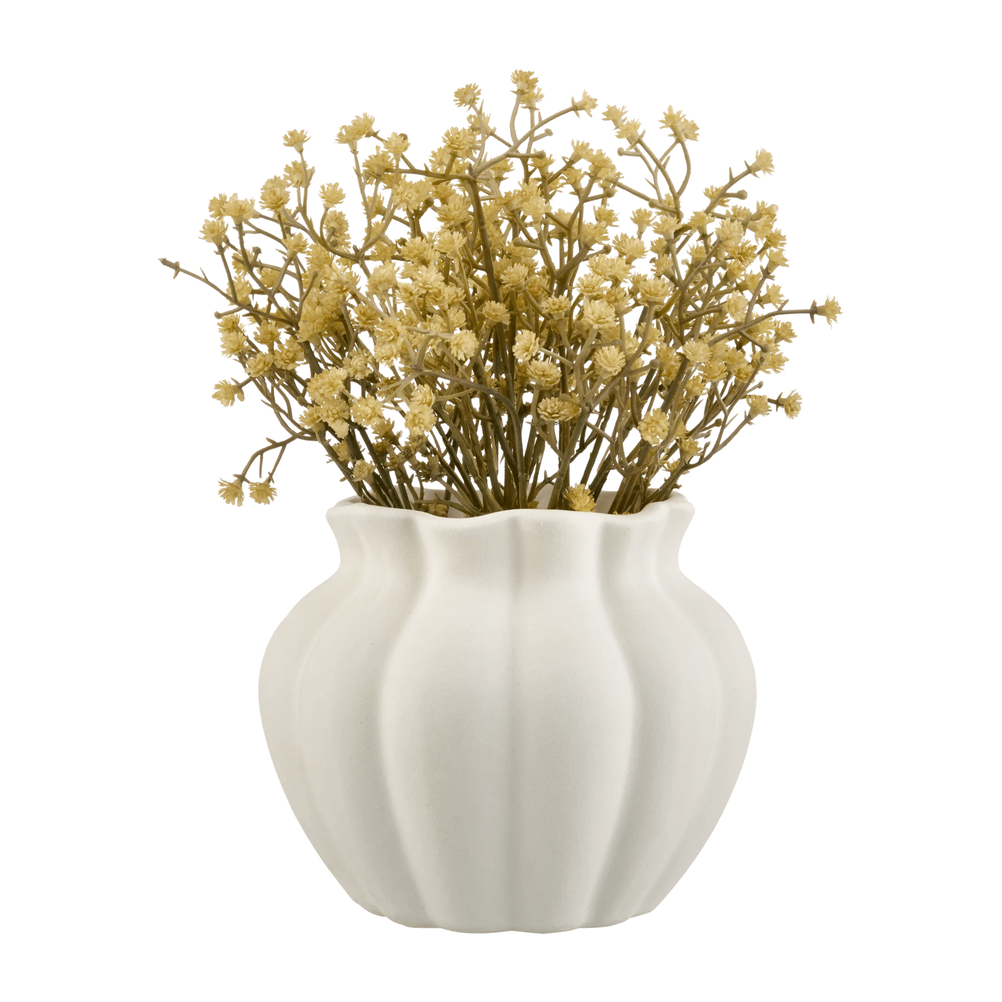 Yellow Gypsohila in Pot