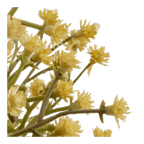 Yellow Gypsohila in Pot