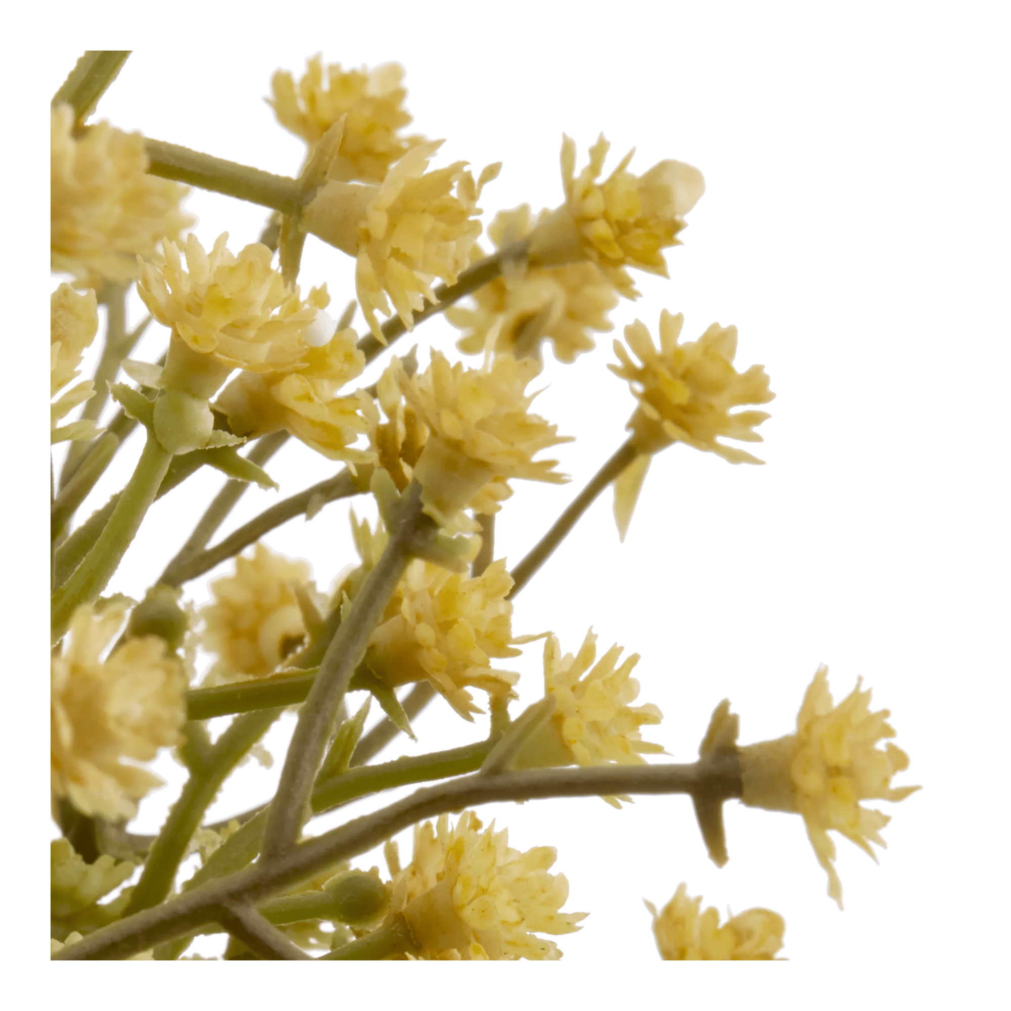 Yellow Gypsohila in Pot