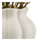 Yellow Gypsohila in Pot