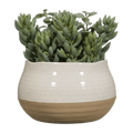 Succulant in Two Tone Pot
