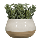 Succulant in Two Tone Pot