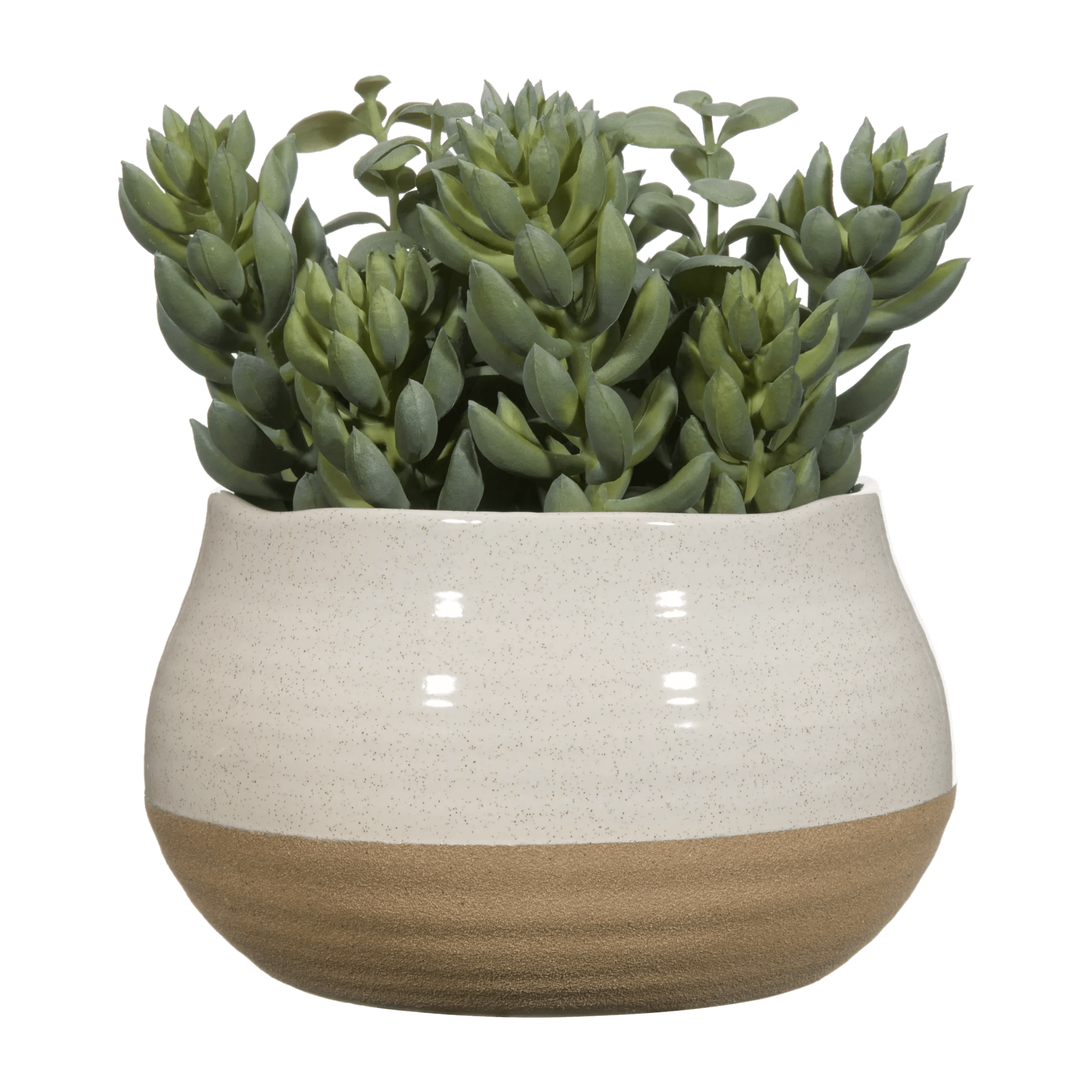 Succulant in Two Tone Pot