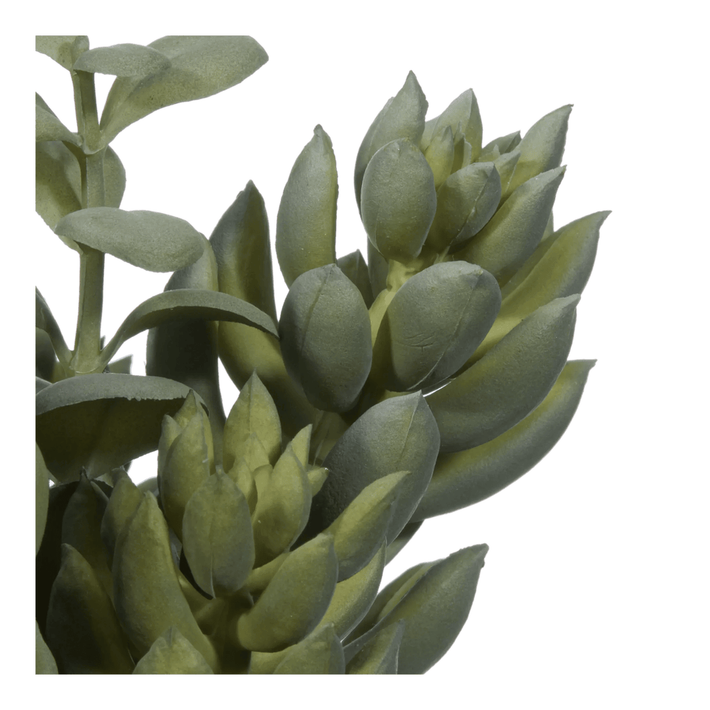 Succulant in Two Tone Pot