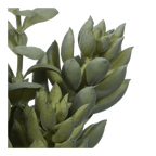 Succulant in Two Tone Pot