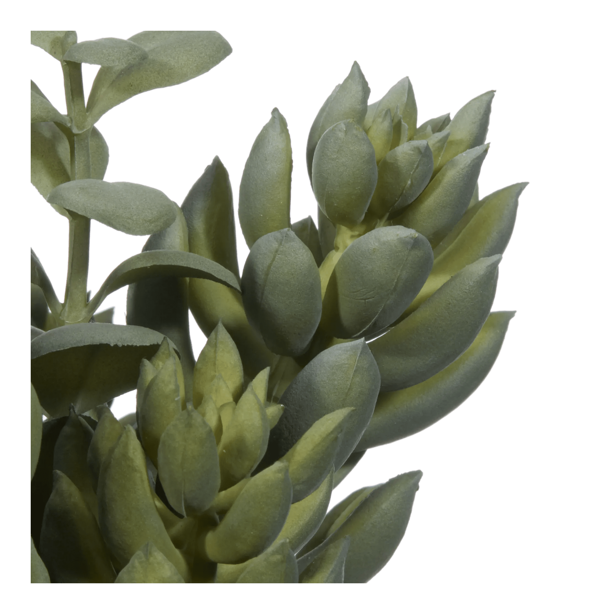 Succulant in Two Tone Pot