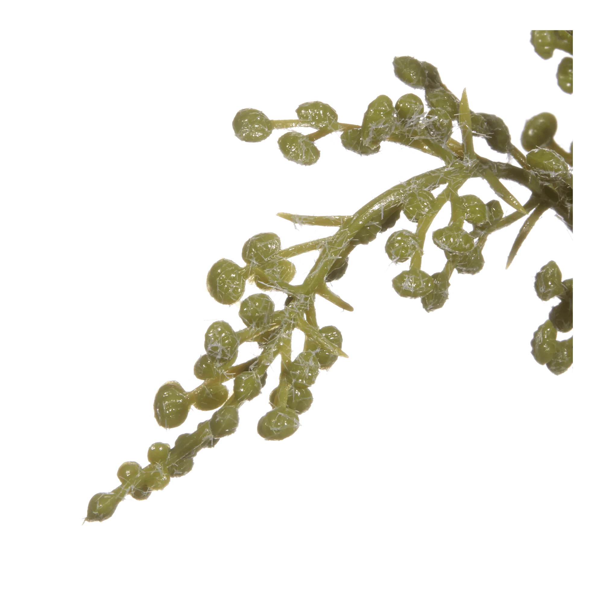 Artificial Stoebe in Ceramic Vase